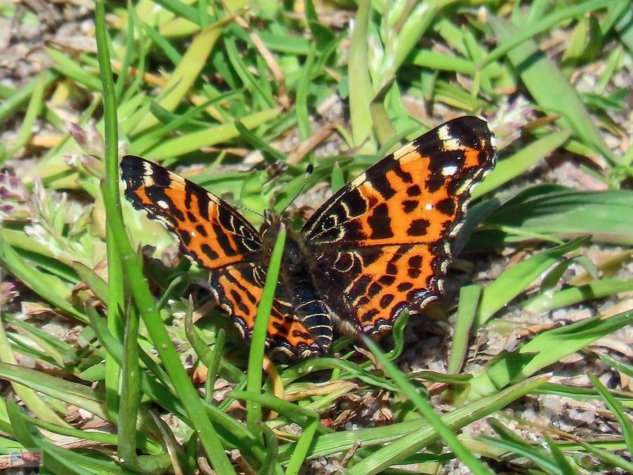 Rusałka kratkowiec