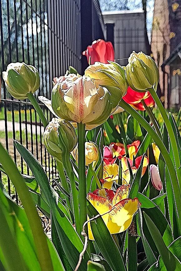Kolorowe tulipany