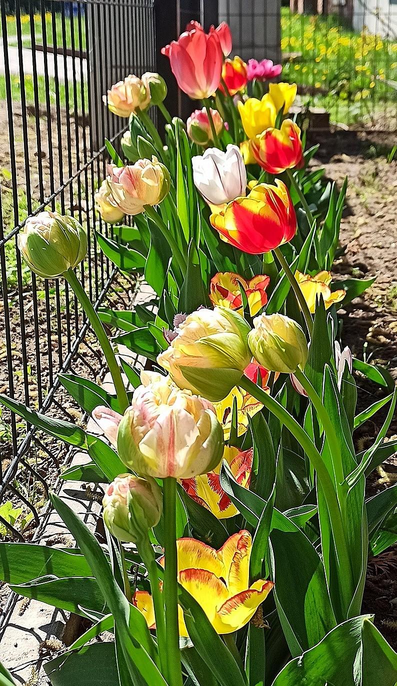 Tulipanowe szaleństwo