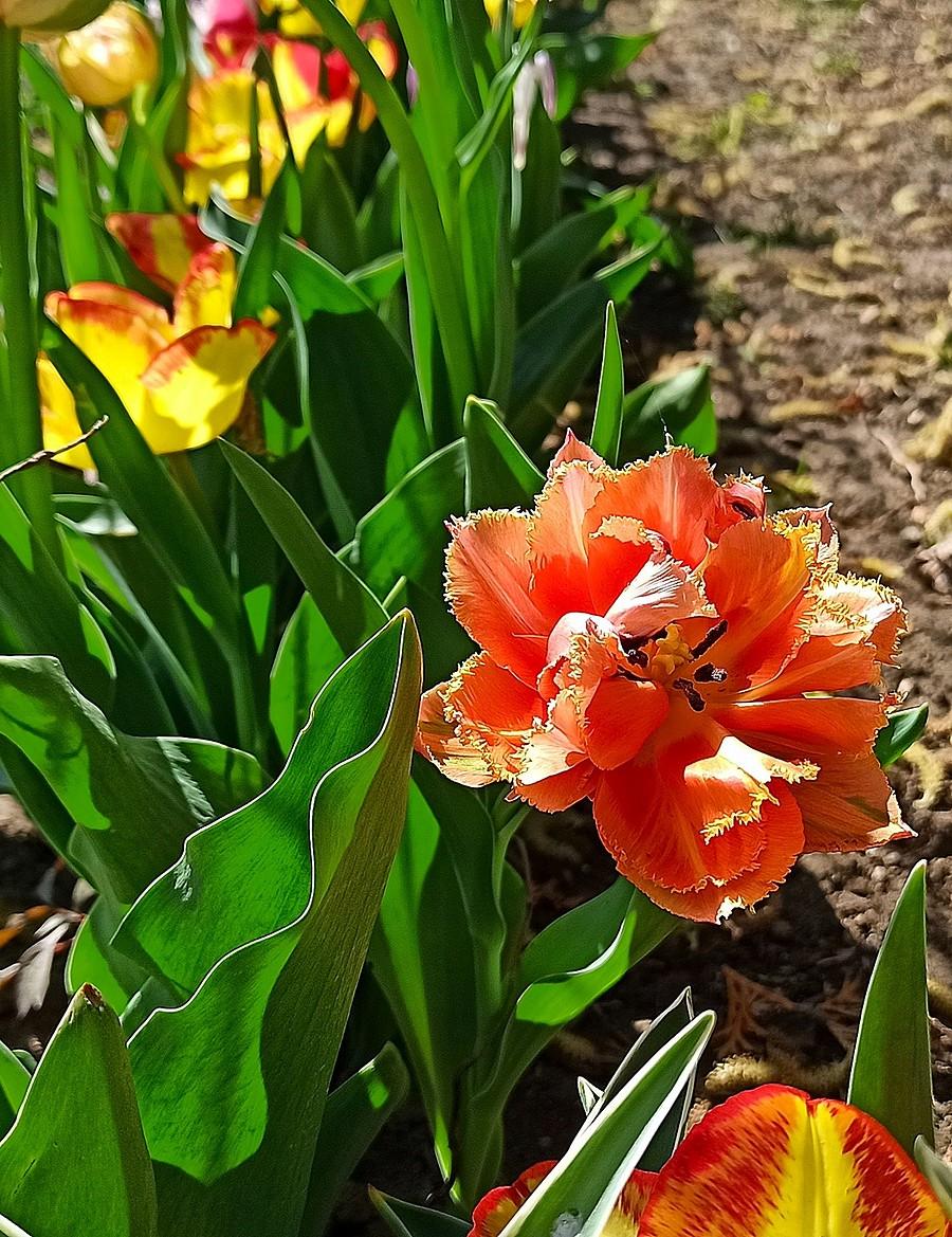Tulipany