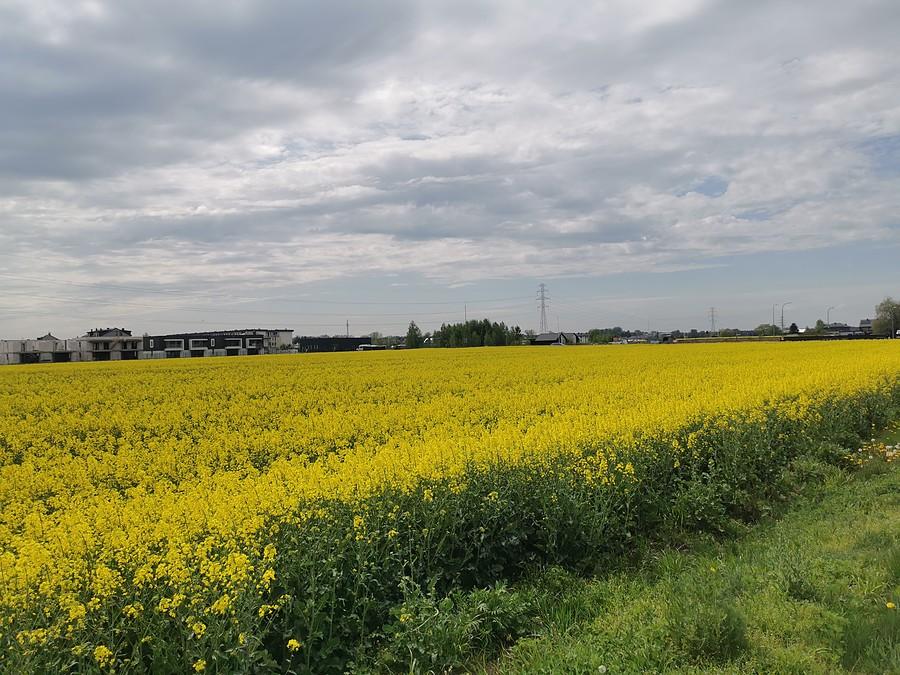 Rzepak zadebiutował na blogu
