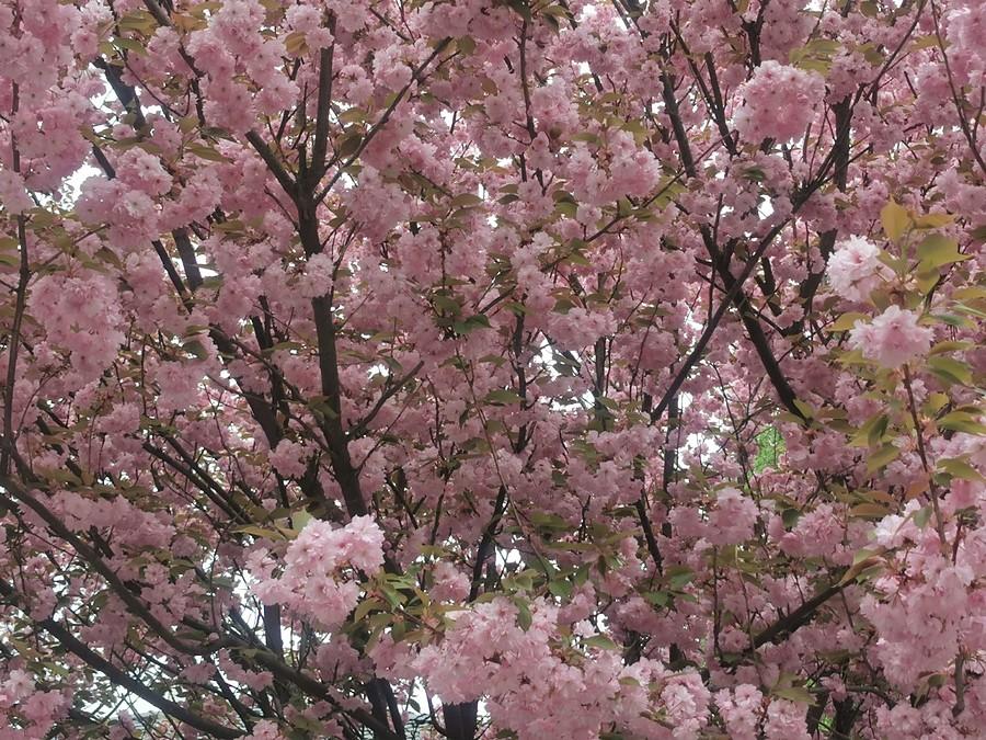 Hanami – czas zachwytu nad ich delikatnością i nietrwałością.