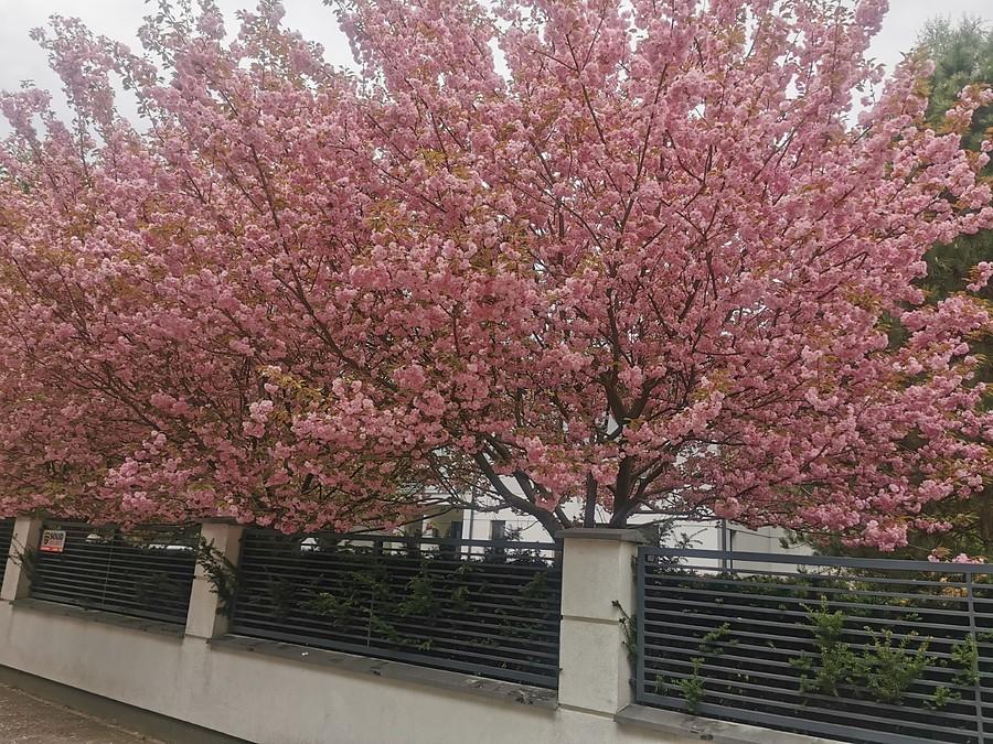 Sakura po polsku
