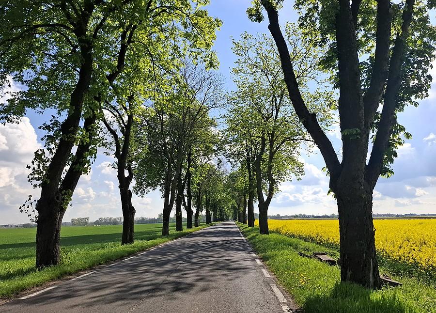 Pola i drzewa w końcu kolorowe