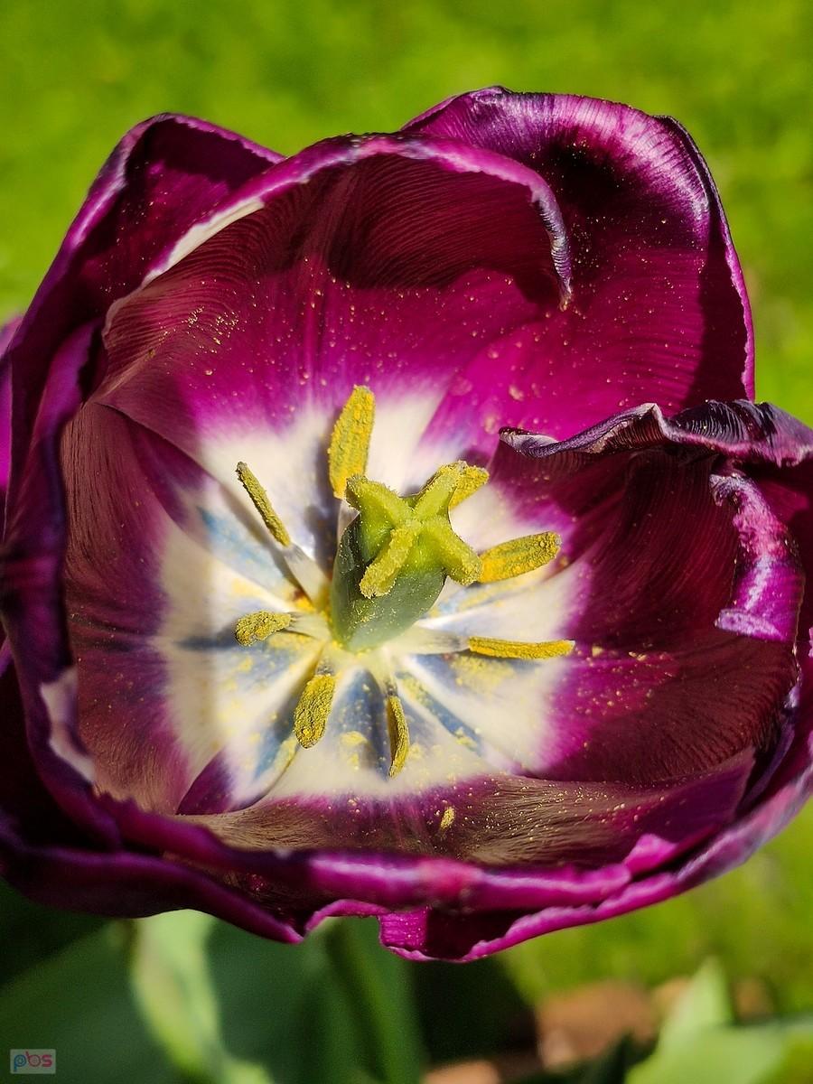 W środku tulipana
