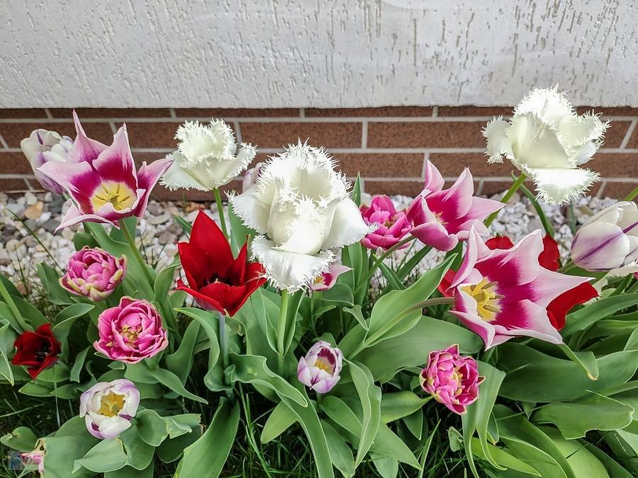Tulipanki frontowe