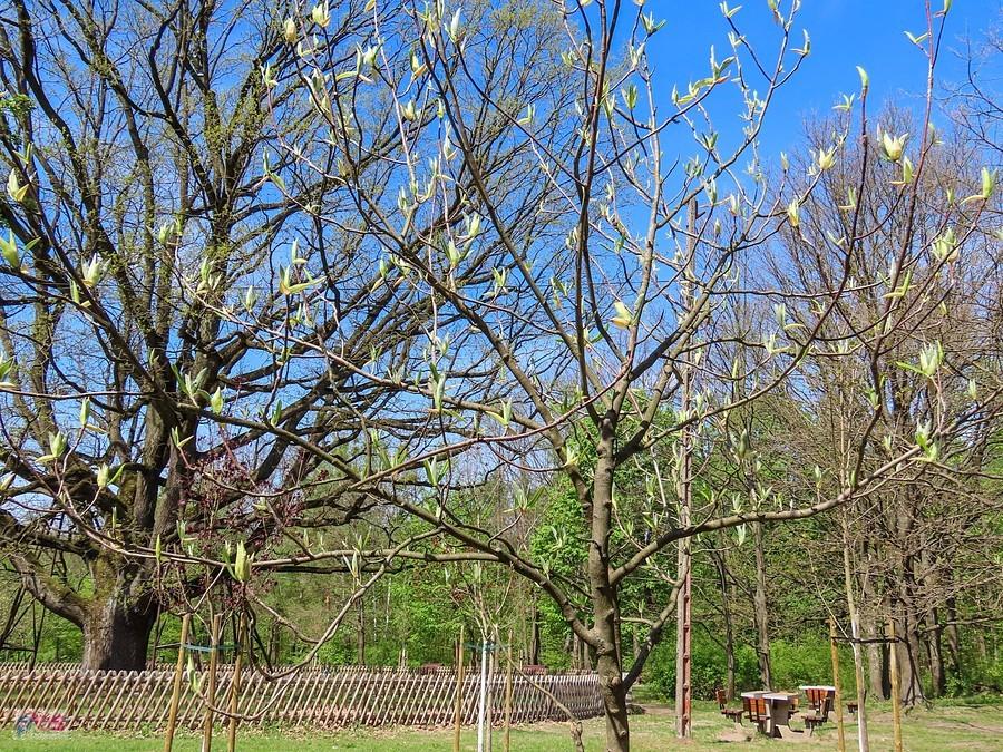 Wokół dębu rośnie sześć magnolii parasolowatych