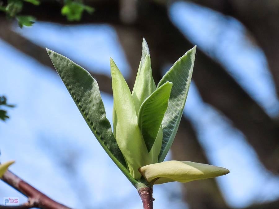 Magnolia parasolowata - najpierw rozwiną się wielkie liście