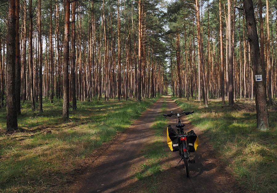 Niebieski szlak rowerowy w Puszczy Rzepińskiej