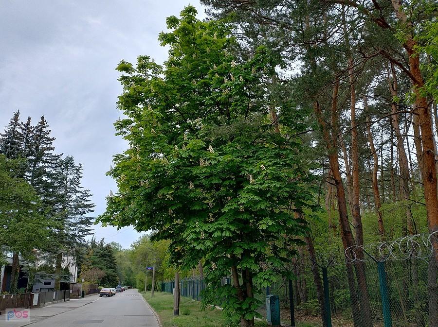 Już kwitną kasztanowce, a matury dopiero za 10 dni