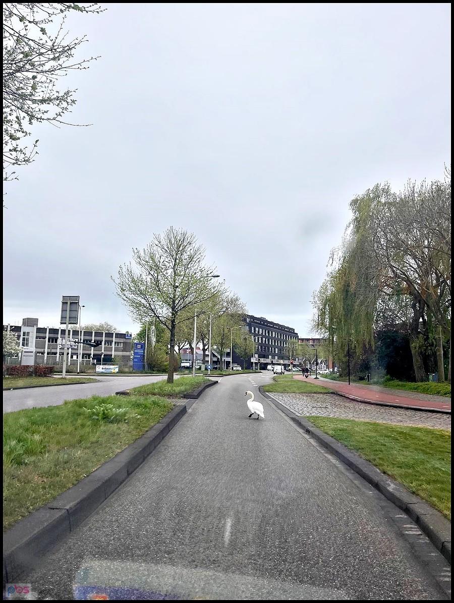 Łabędź na drodze