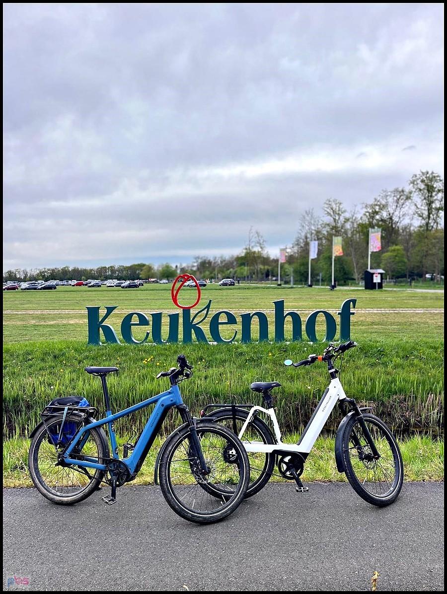 Ryśki w Keukenhof