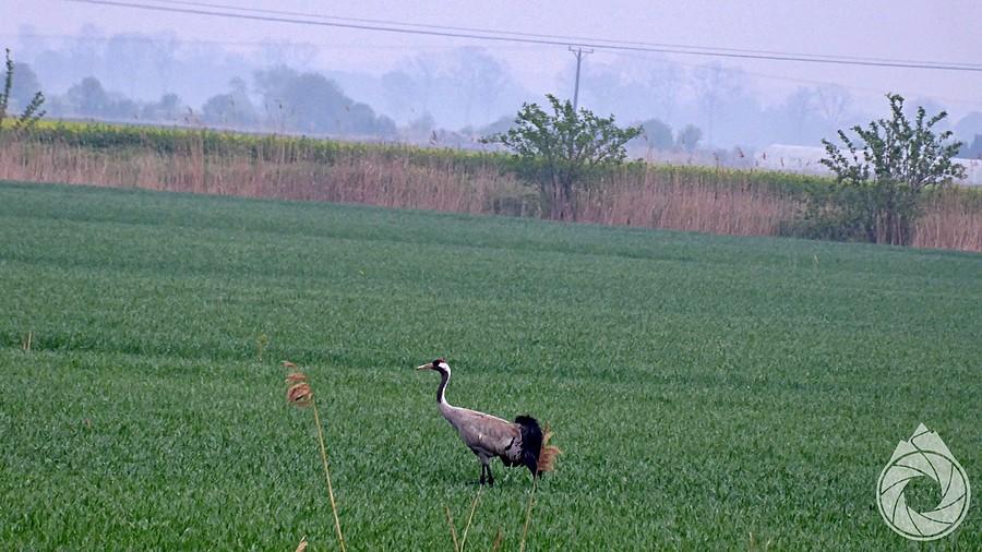 po Żuławach lażą wielkie dinozaury
