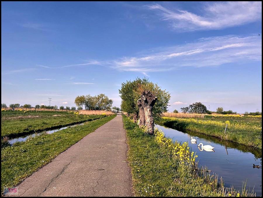 ścieżka i wierzby