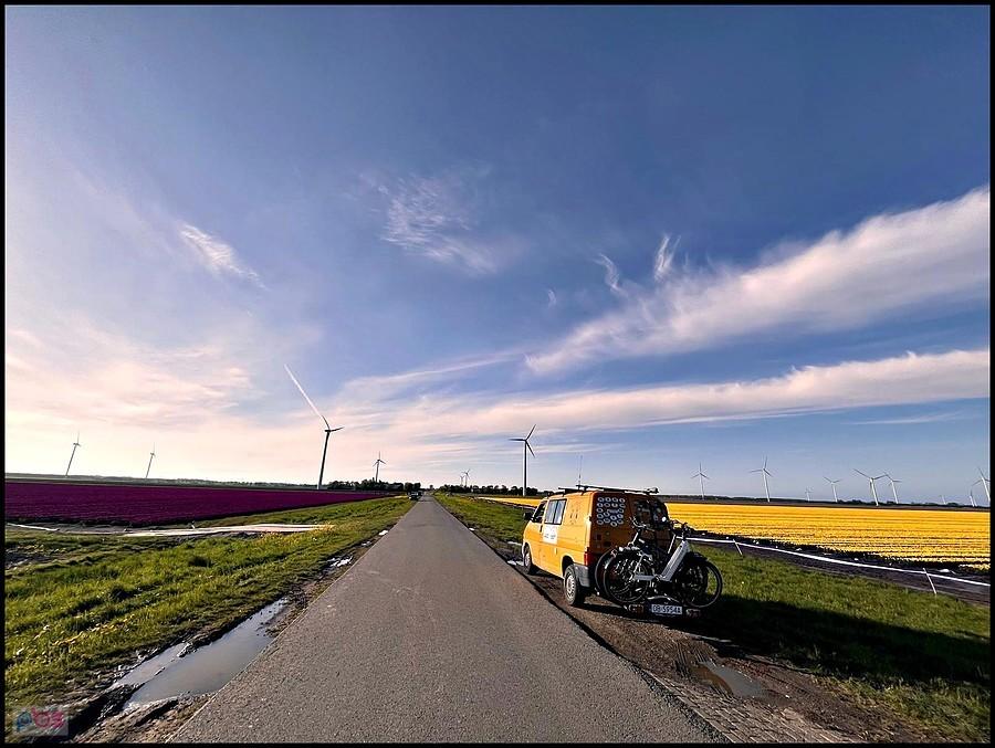 busik wśród tulipanów