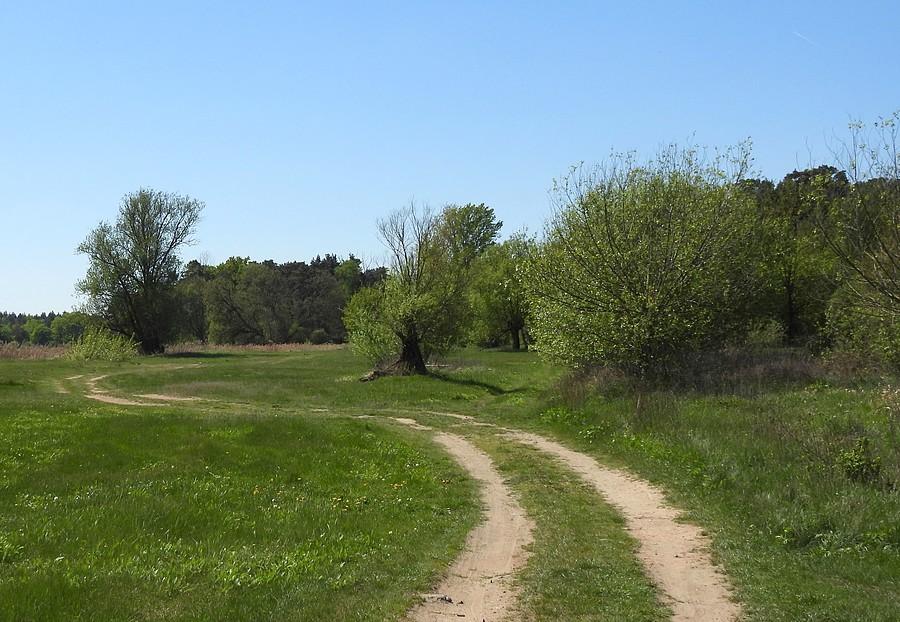Radzewickie pola