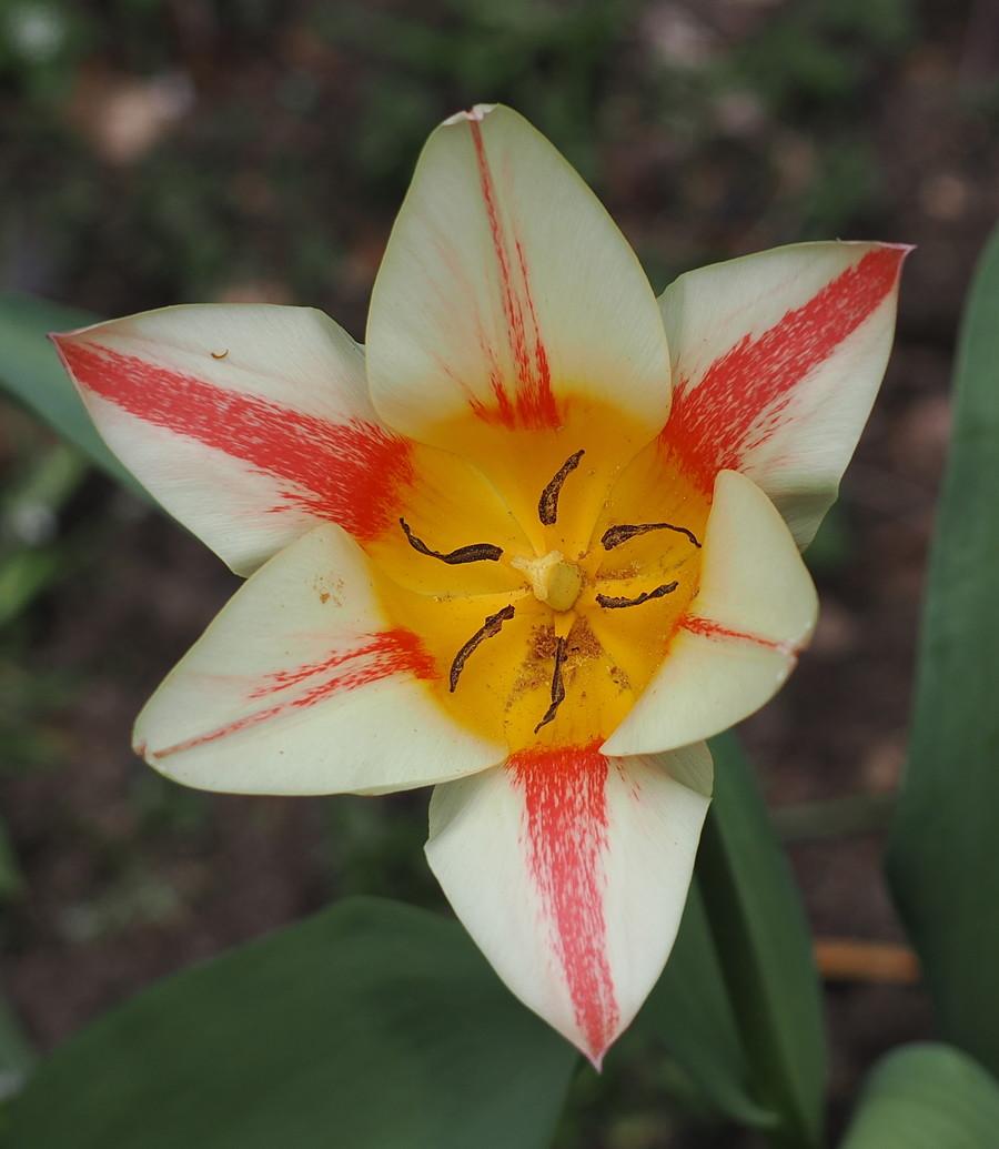 Mój ulubiony tulipan