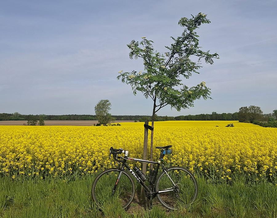 Wietrzna rzepakowa rowerówka