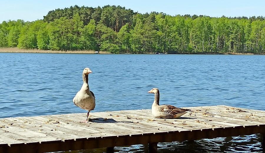 Gęsi nad Jeziorem Sławskim