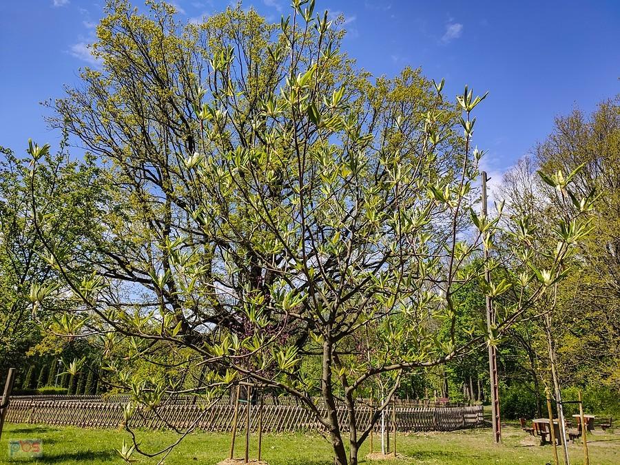Magnolia parasolowata i dąb Hetman