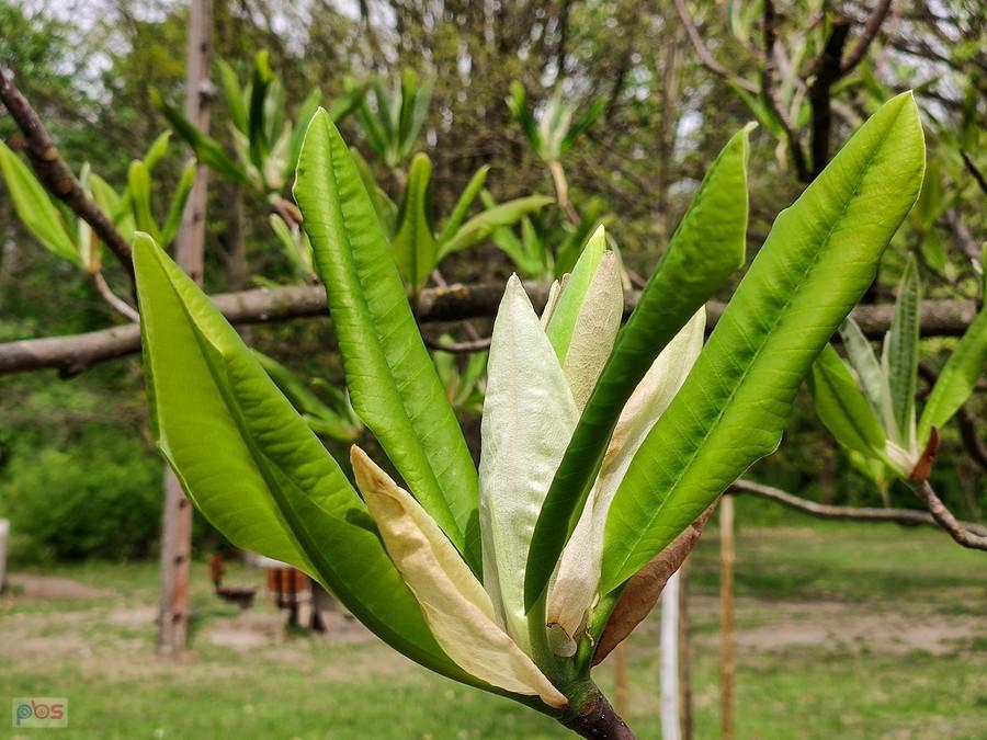Rozwijają się liście magnolii parasolowatej