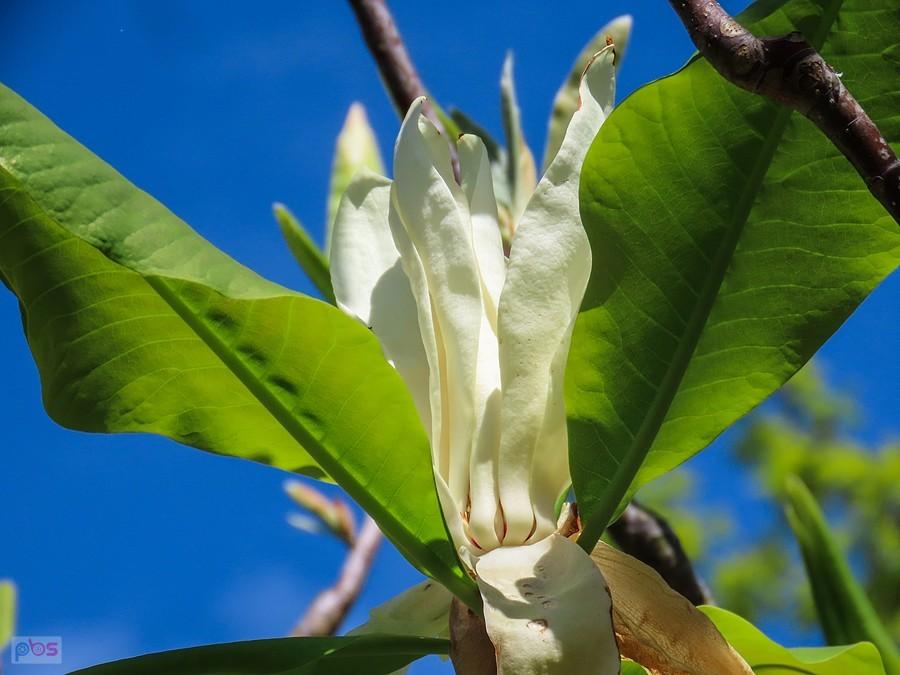 Rozwijają się kwiaty magnolii parasolowatej