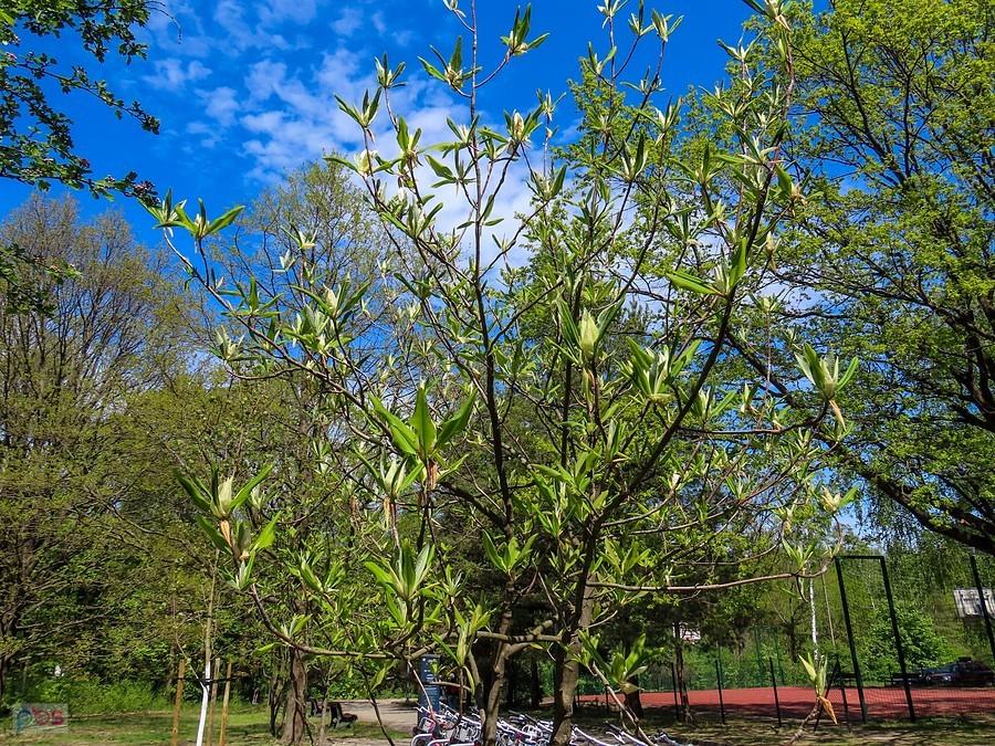 Magnolia parasolowata
