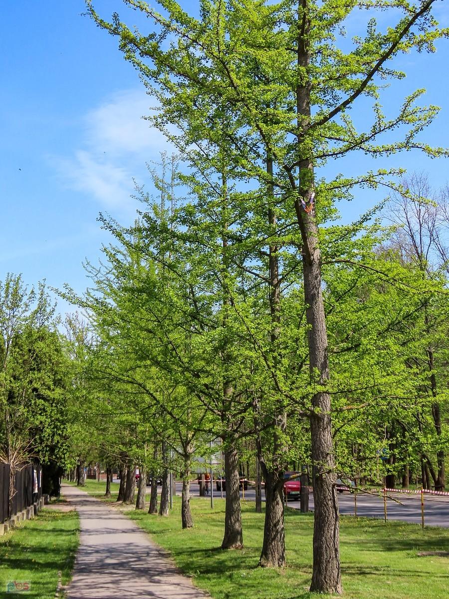 Miłorzęby przy Ogrodzie Botanicznym w Powsinie