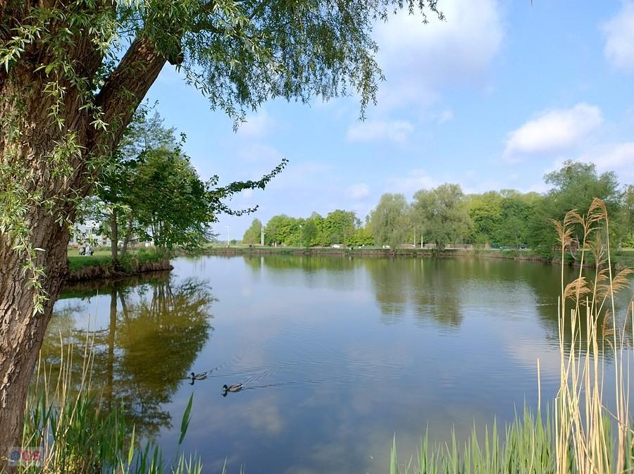 Staw w Zielonkach