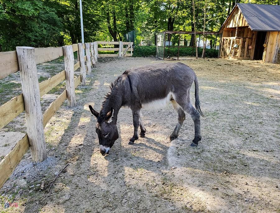 Osiołek przypałacowy w Młochowie