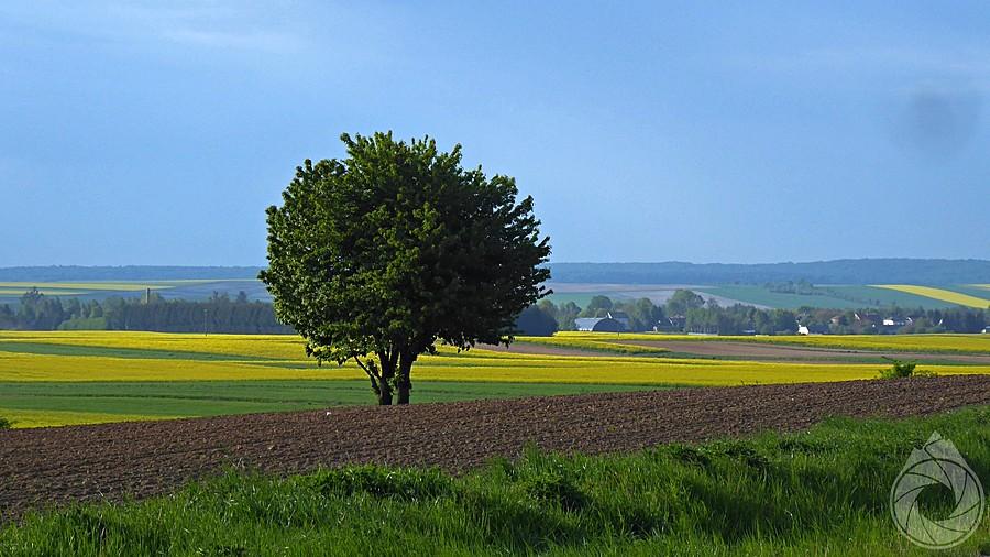 na polach nad Szczebrzeszynem