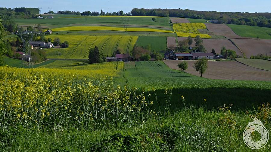 pola i żółcie Roztocza