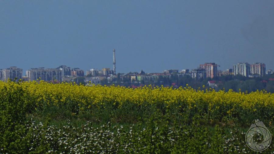 Zamość zza pól rzepaku