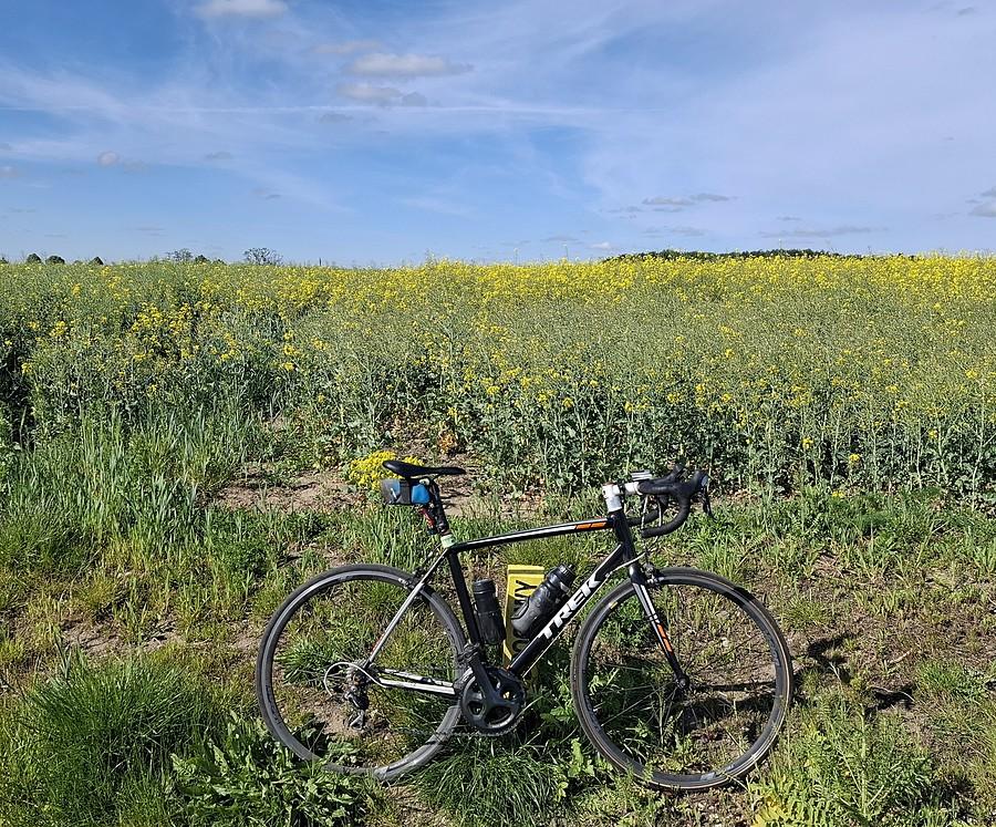 Rzepakówka rowerówka