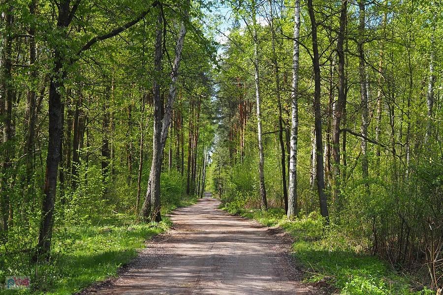 leśna droga na północ od Ostrowca