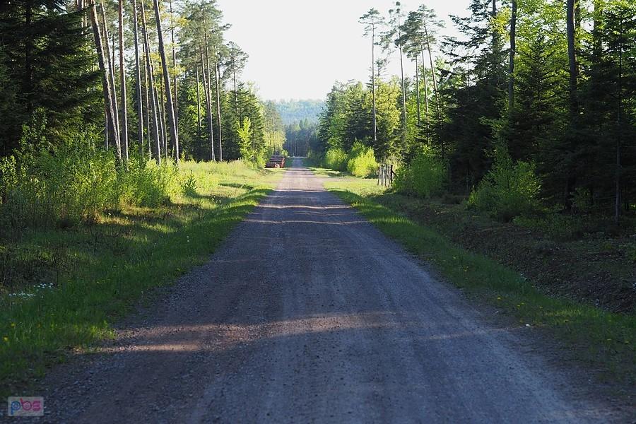 leśna droga blisko DW764