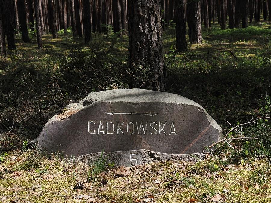 Jadę leśną "Drogą Gądkowską"