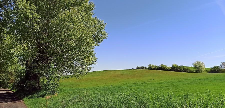 Widok z topolą