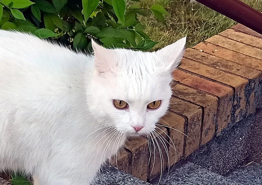 Portret osiedlowej koteczki