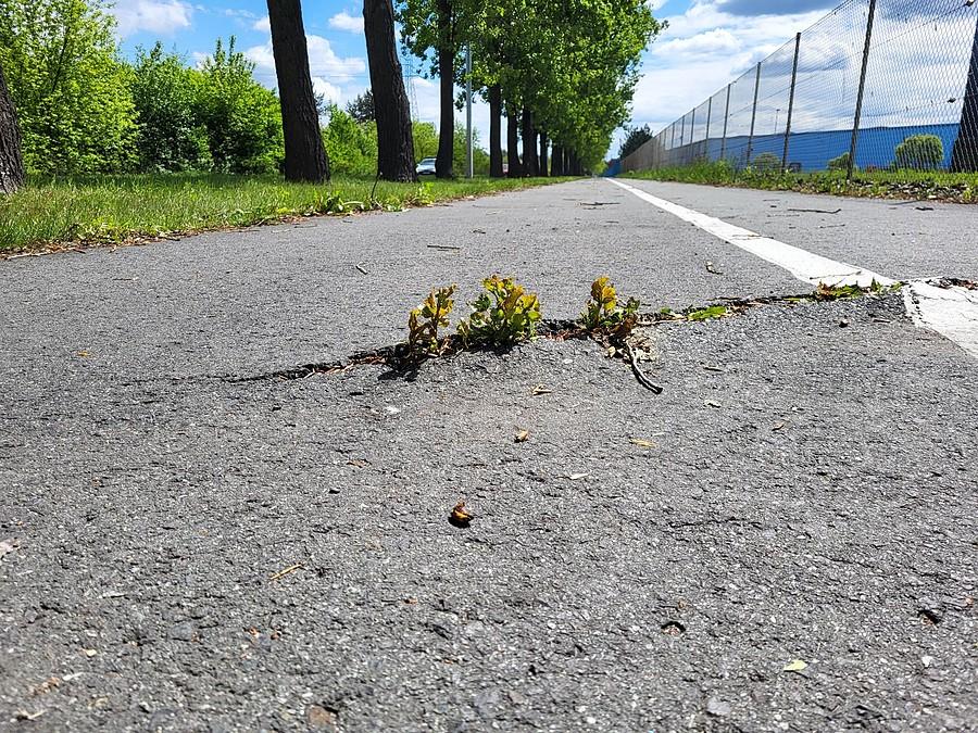 Zielone dla rowerów