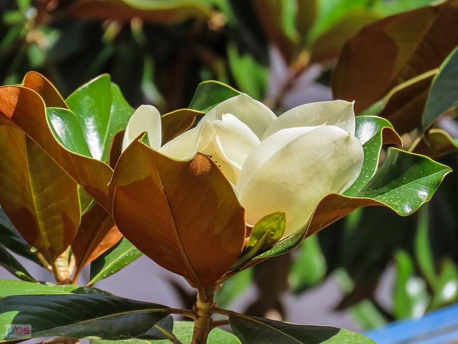 Kwiat magnolii grandiflory