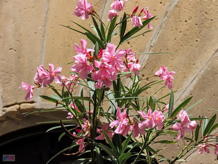 Oleander z różowymi kwiatuszkami