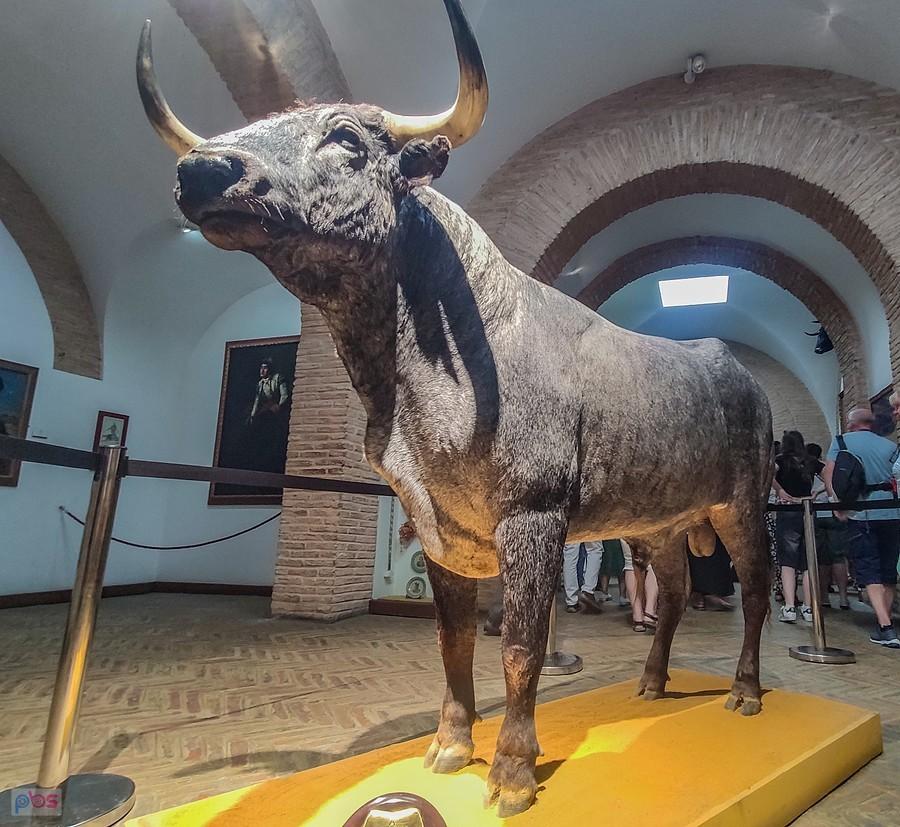 Toro bravo w muzeum La Real Maestranza