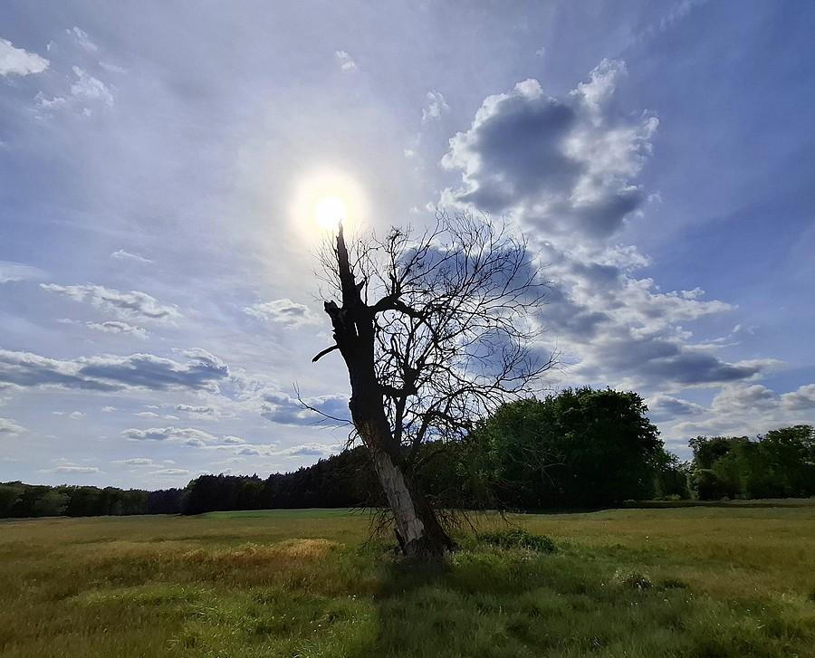 Słońce nad radzewickim polem