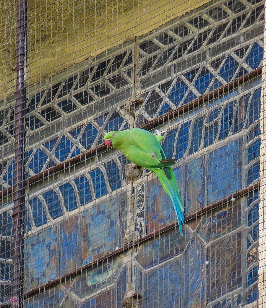 Papużka na Patio de los Naranjos