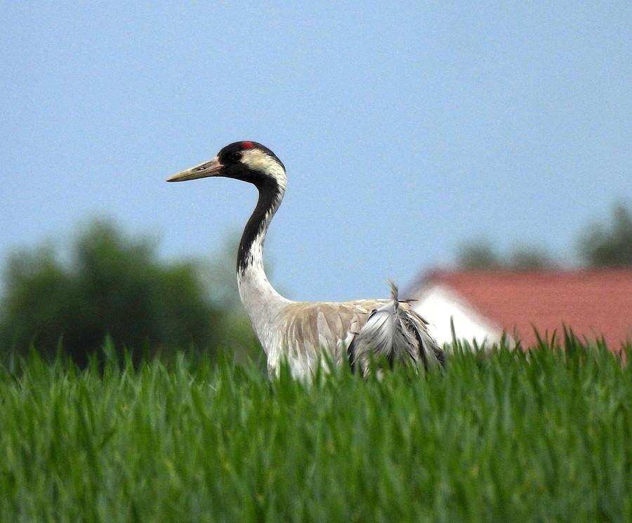 Ledwo wystający znad pola żuraw