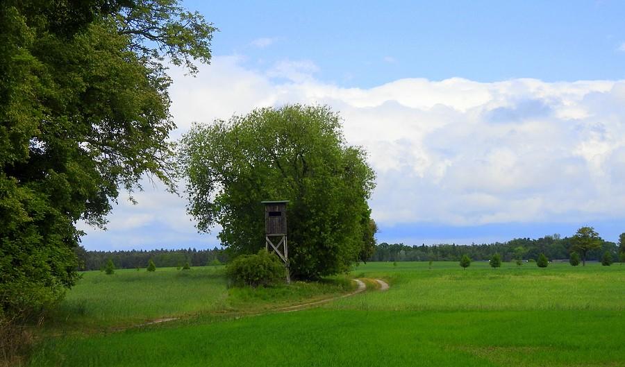 Pola w Lisówkach