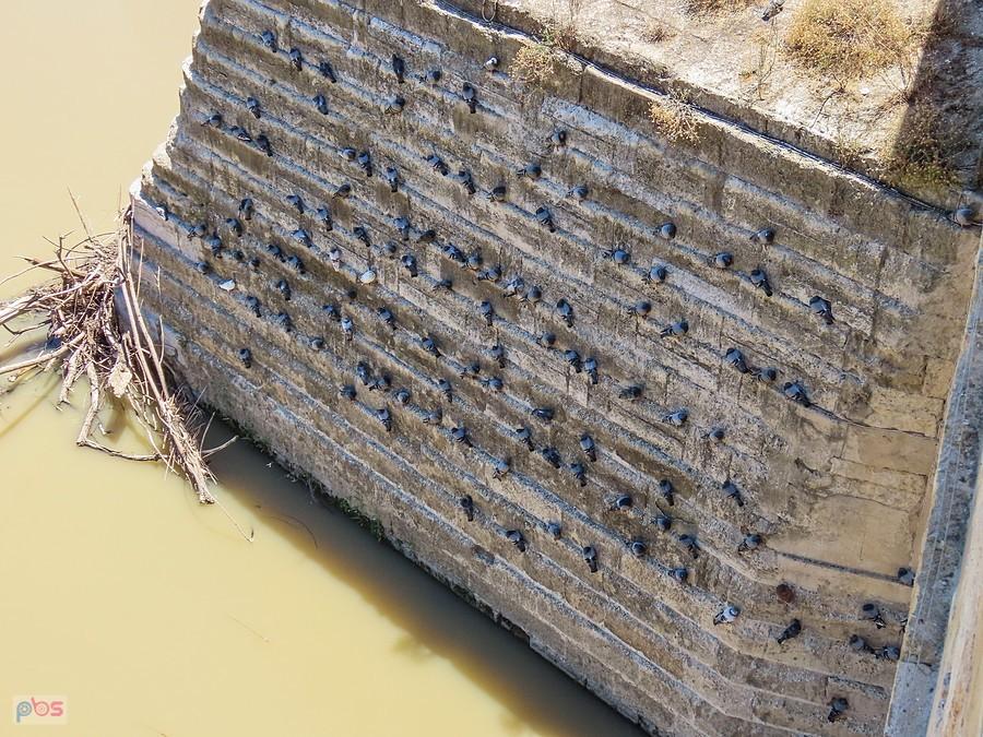 Gołębie obsiadły filar Mostu Rzymskiego