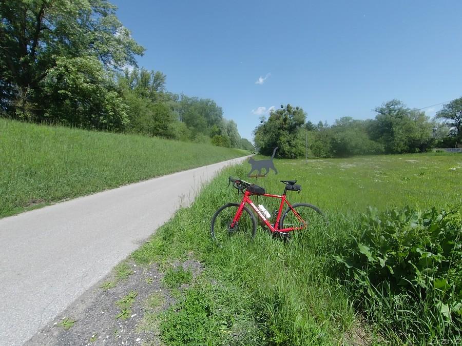 Czarny kot na czerwonym rowerze