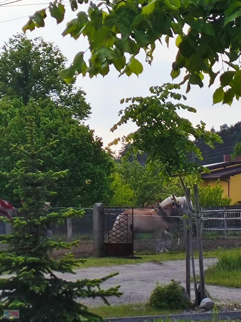 orka sprzężajna